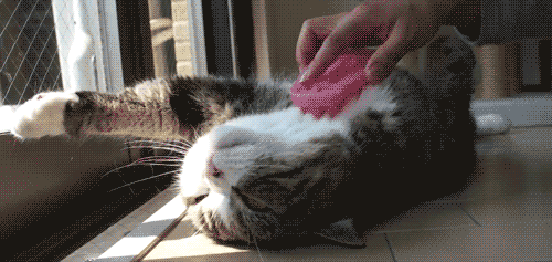 cat gif